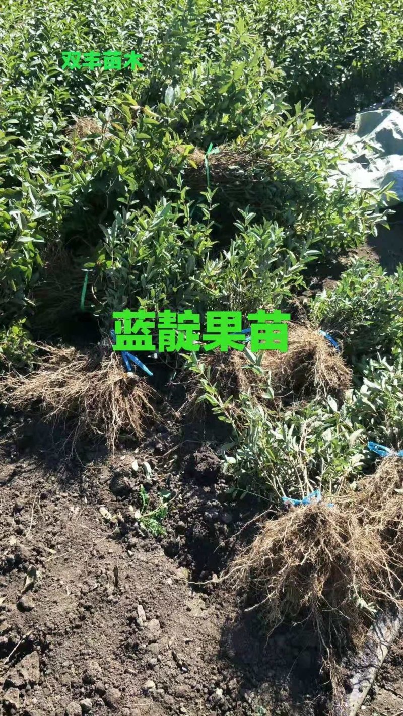 蓝靛果树苗。基地直发。价格低。成活率高。服务好量大优惠。