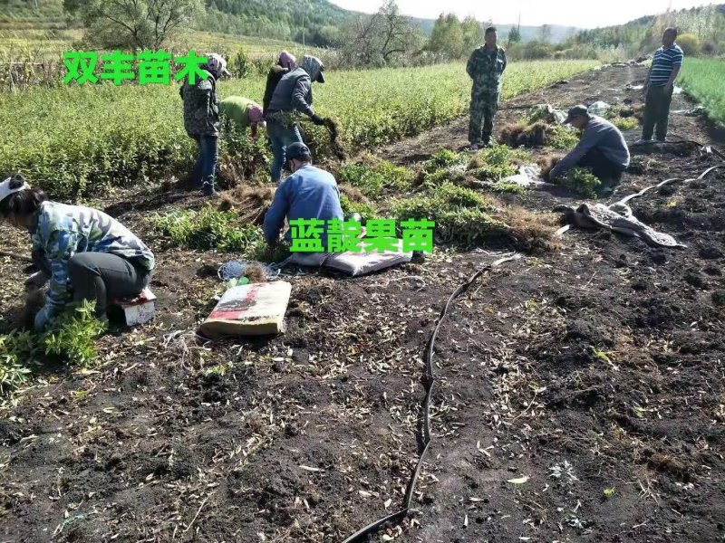 蓝靛果树苗。基地直发。价格低。成活率高。服务好量大优惠。