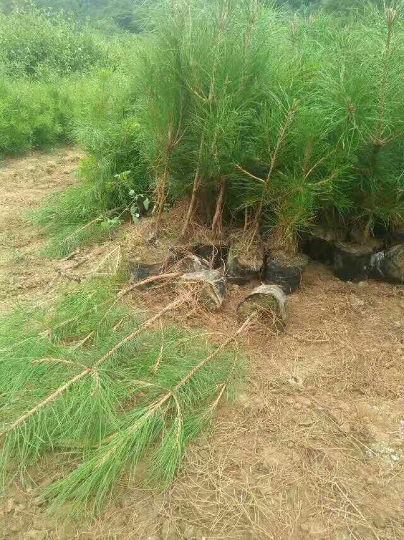 【油松苗】甘肃油松苗基地直发提供技术可签到合同