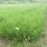 【油松苗】甘肃油松苗基地直发提供技术可签到合同