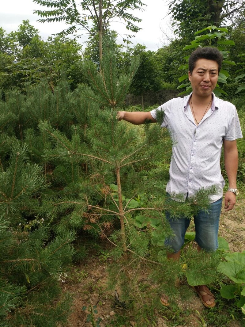 【油松苗】甘肃油松苗基地直发提供技术可签到合同