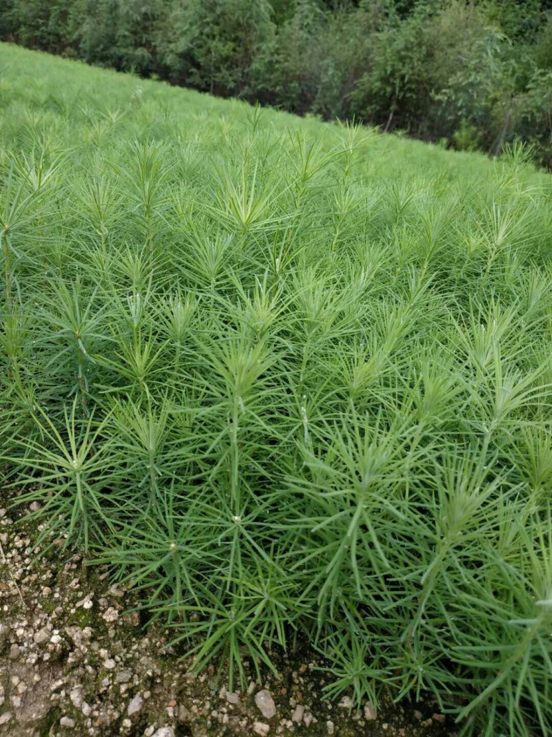 【油松苗】甘肃油松苗基地直发提供技术可签到合同