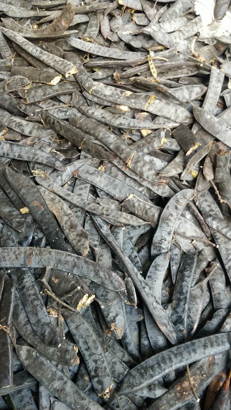 皂角树苗嫁接新品种皂角树