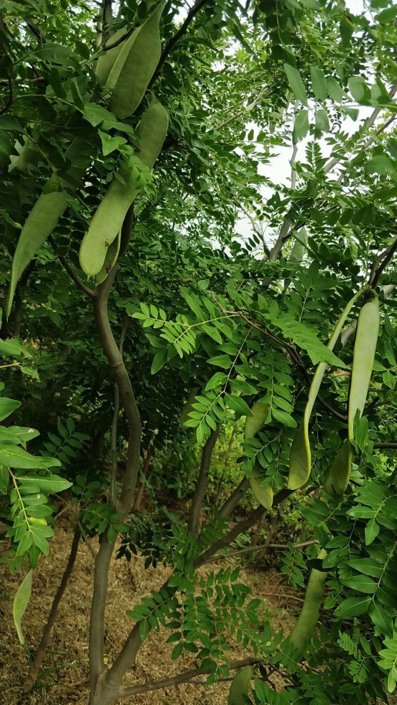 皂角树苗嫁接新品种皂角树