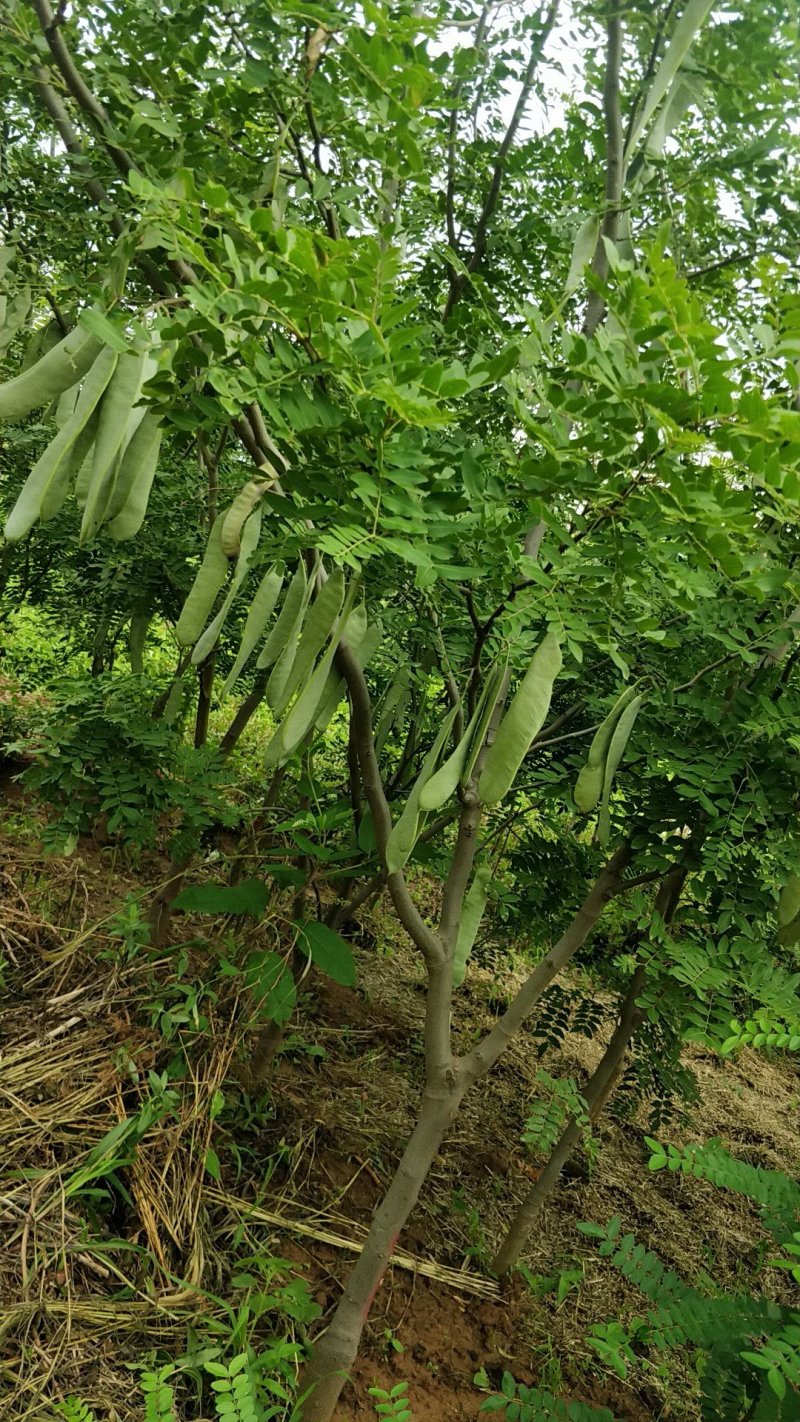皂角树苗嫁接新品种皂角树