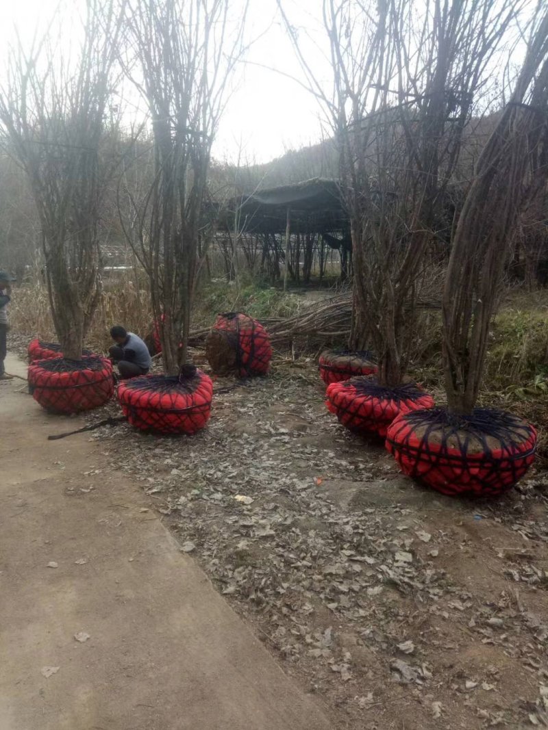山茱萸精品独干和丛生都有，欢迎咨询