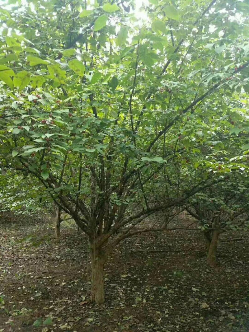 山茱萸精品独干和丛生都有，欢迎咨询