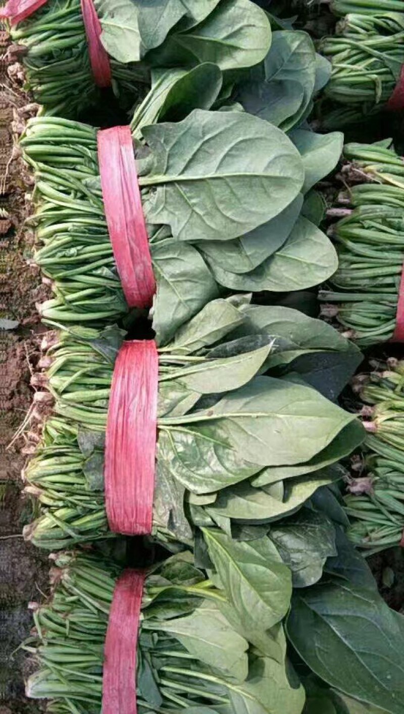 菠菜