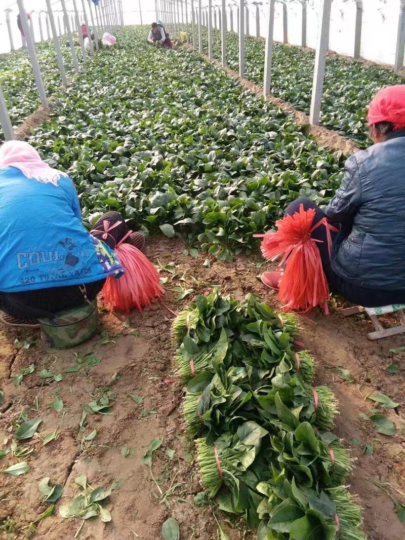 菠菜