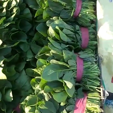 菠菜