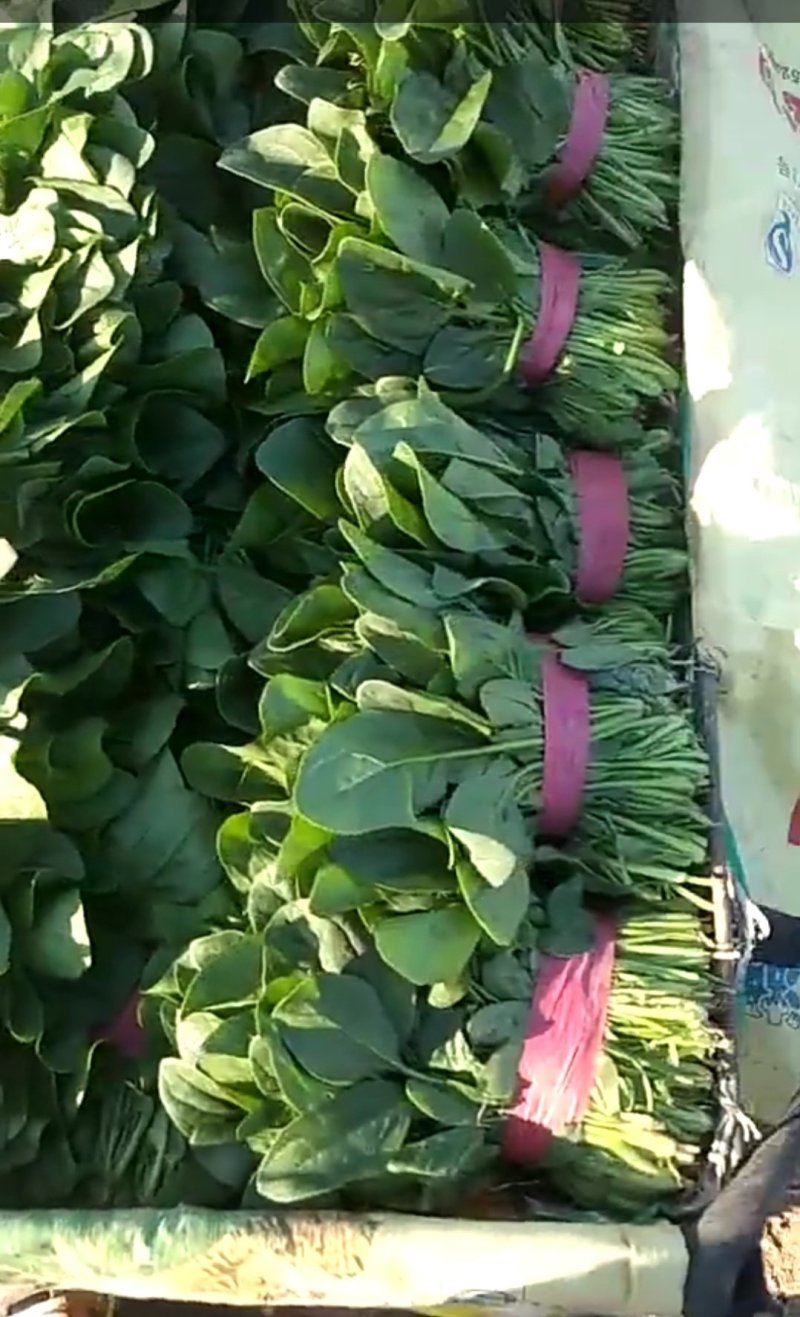 菠菜