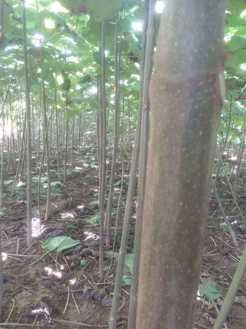 兰考泡桐苗，炮桐苗育树用泡桐树根，泡桐树种根