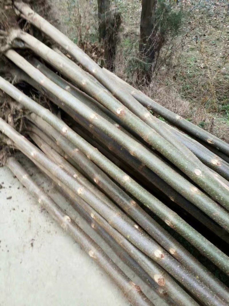 兰考泡桐苗，炮桐苗育树用泡桐树根，泡桐树种根