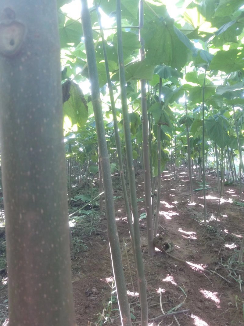 兰考泡桐苗，炮桐苗育树用泡桐树根，泡桐树种根
