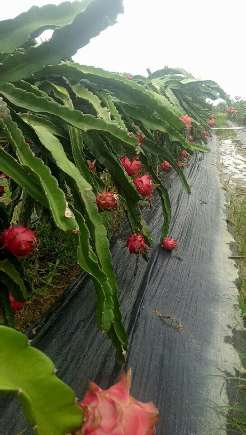 大量供量红心火龙果苗三十公分以上