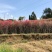 映山红，映山红种子
