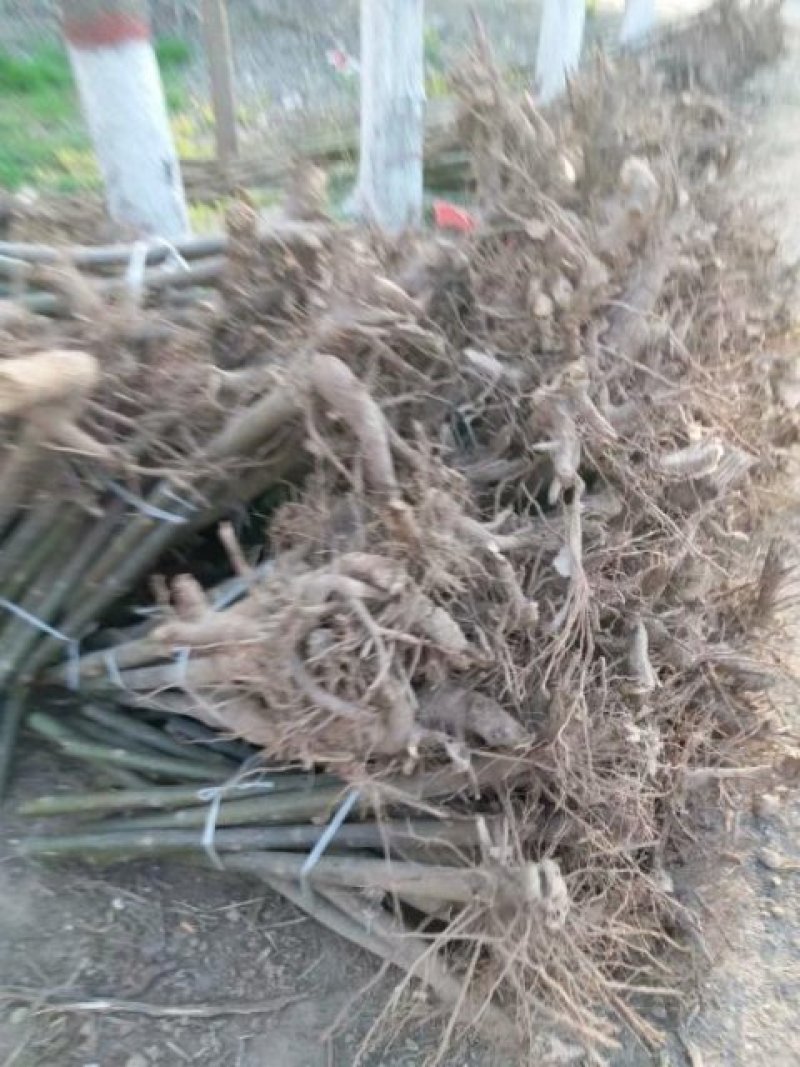 桐树根，泡桐种根四倍体泡桐树根，泡桐树种根