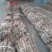 泡桐树根泡桐种根泡桐树种根大量供应中……