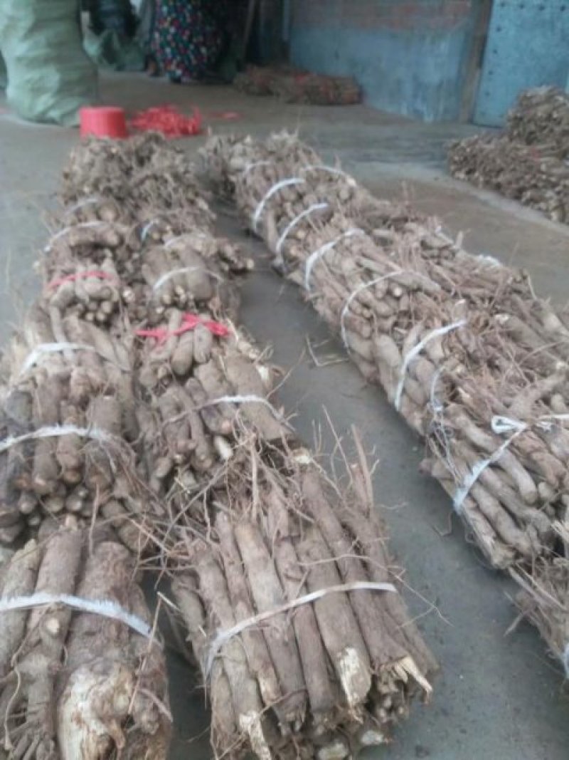 泡桐树根泡桐种根泡桐树种根大量供应中……