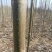 泡桐树根泡桐种根泡桐树种根大量供应中……