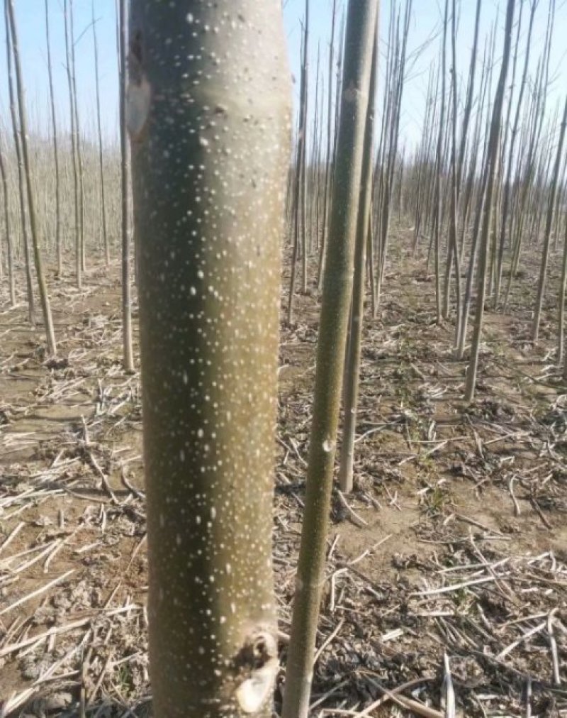 泡桐树根泡桐种根泡桐树种根大量供应中……