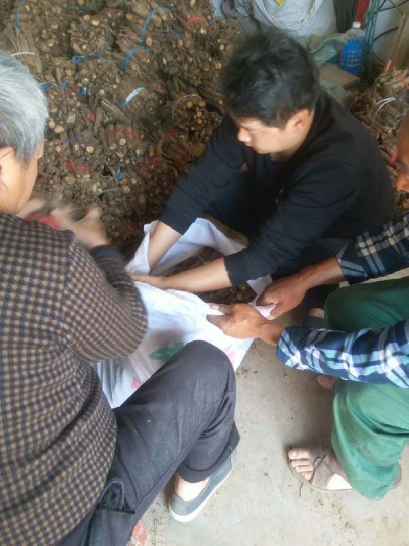 泡桐树根泡桐种根泡桐树种根大量供应中……