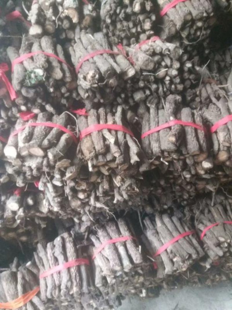 泡桐树根泡桐种根泡桐树种根大量供应中……