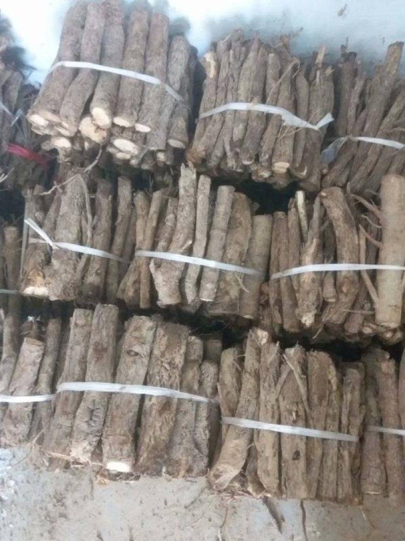 泡桐树根泡桐种根泡桐树种根大量供应中……