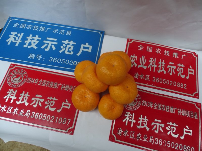 新余蜜橘自产自销蜜桔