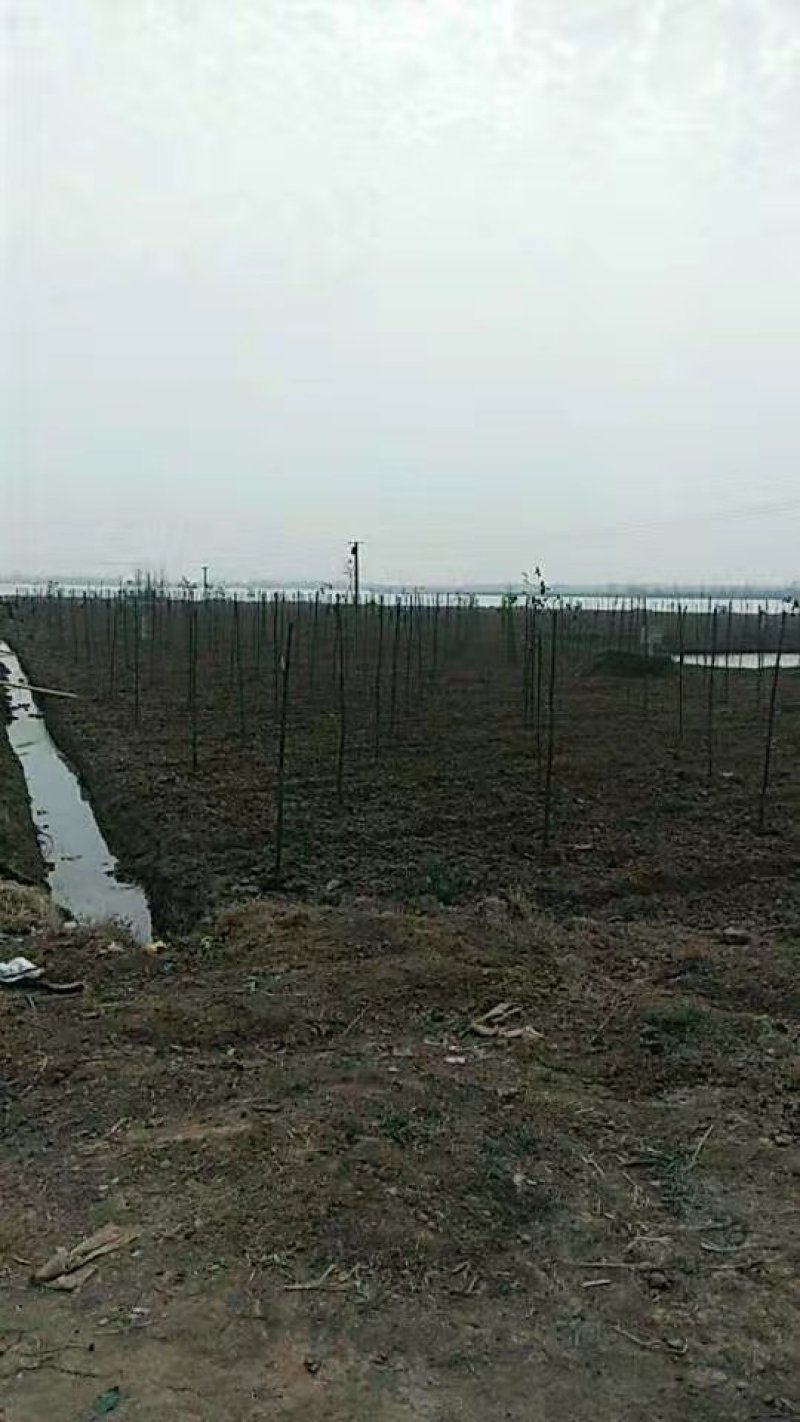 4公分光杆香樟干直品质优良价格实惠
