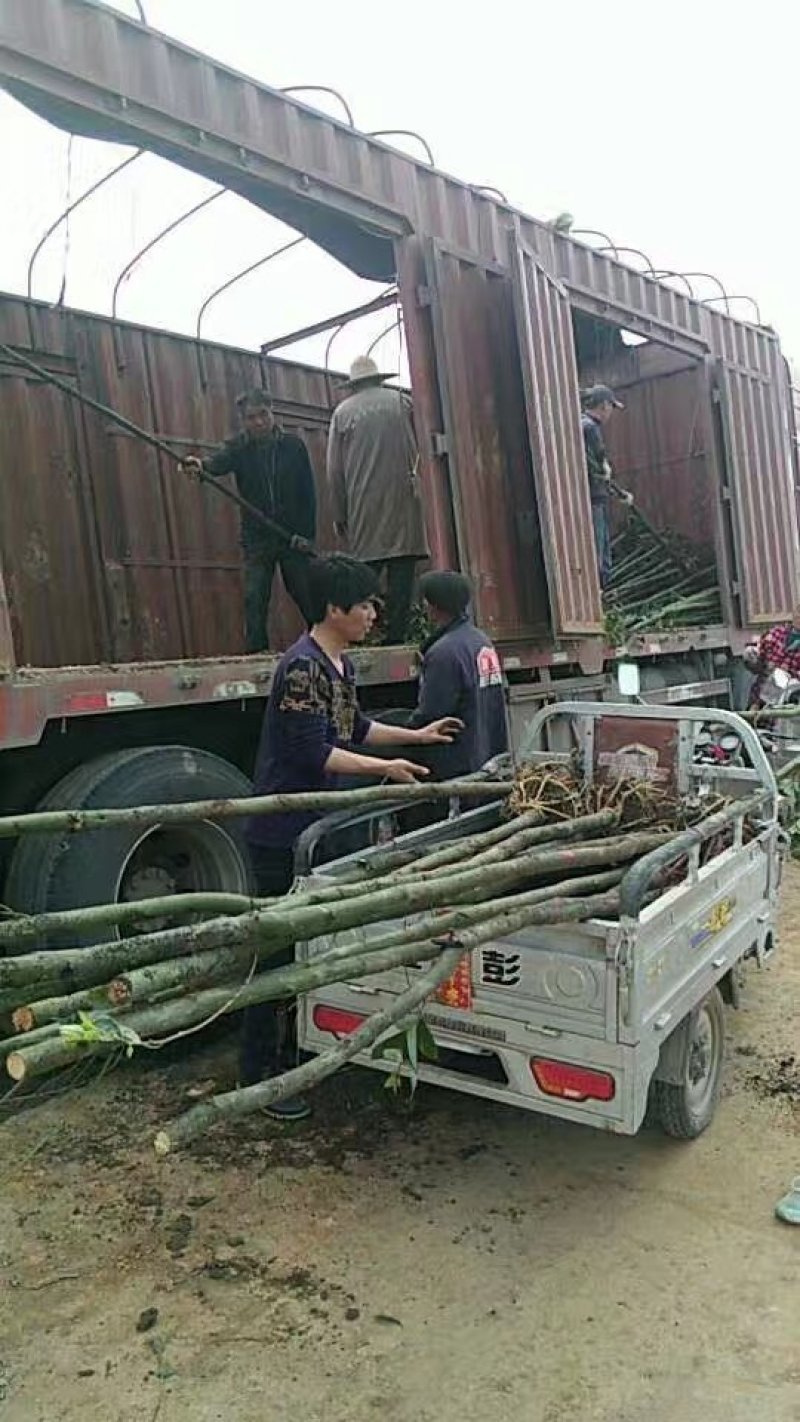 4公分光杆香樟干直品质优良价格实惠