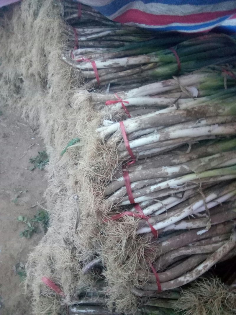 葱蒜类长白大葱铁杆大葱毛葱现货大量出售供应