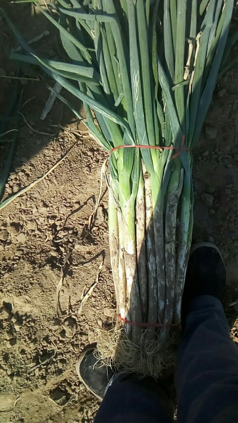 葱蒜类长白大葱铁杆大葱毛葱现货大量出售供应