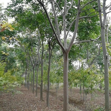 栾树