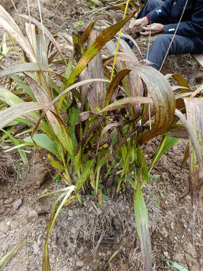 白芨块茎