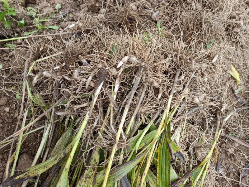 白芨块茎