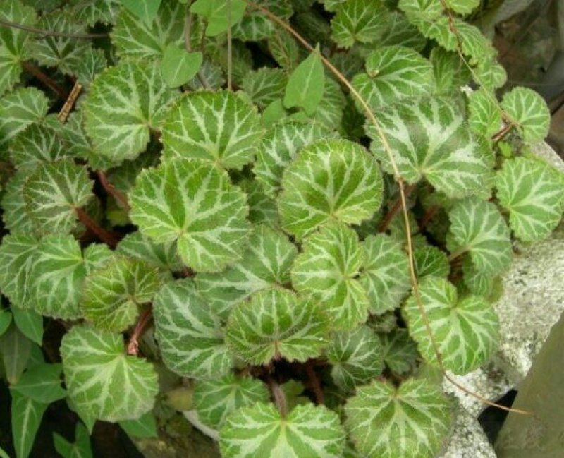 富强生态农业大别山生态虎耳草‘:包邮包活