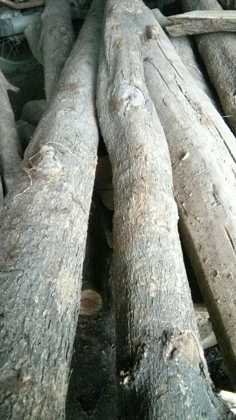 金丝楠木小叶贞楠原木木材木方