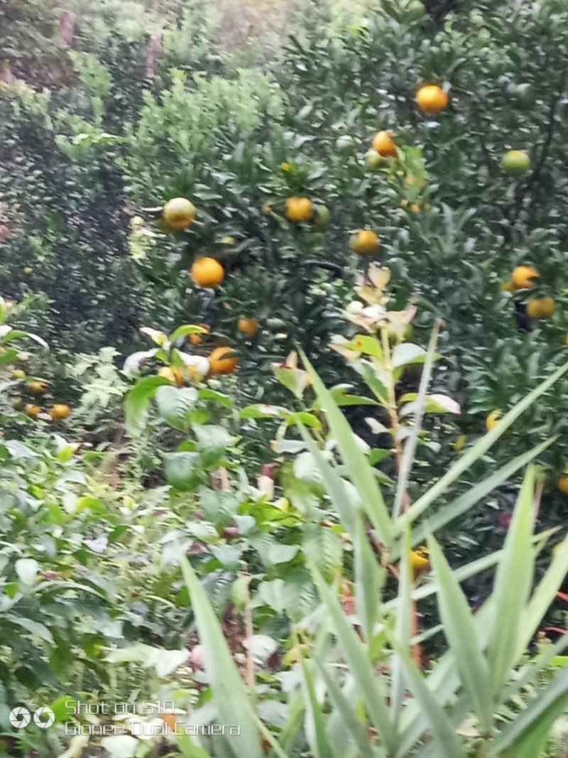 椪柑