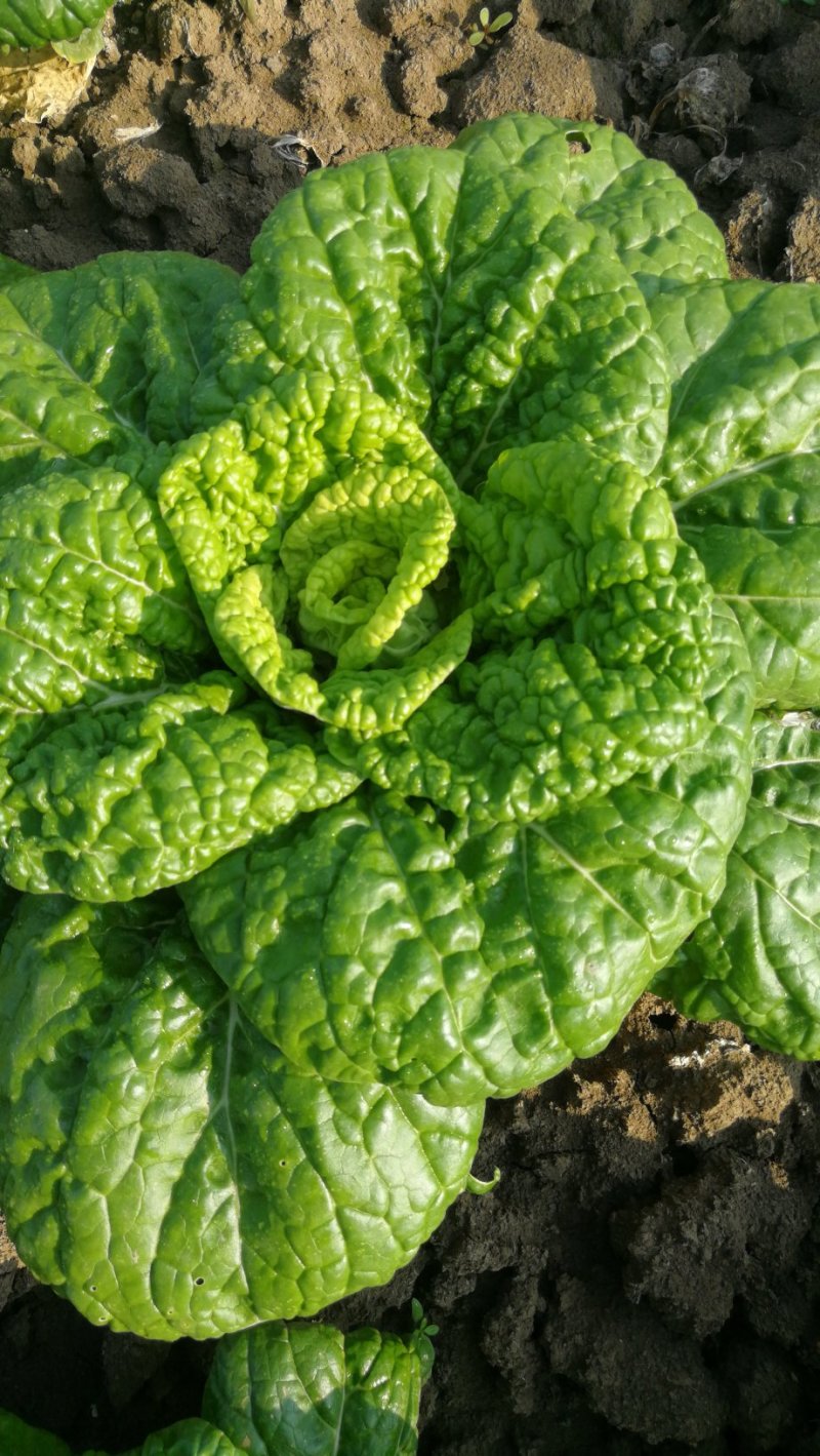 【精选】黄心菜塔菜乌白菜青菜大白菜货量充足欢迎咨询