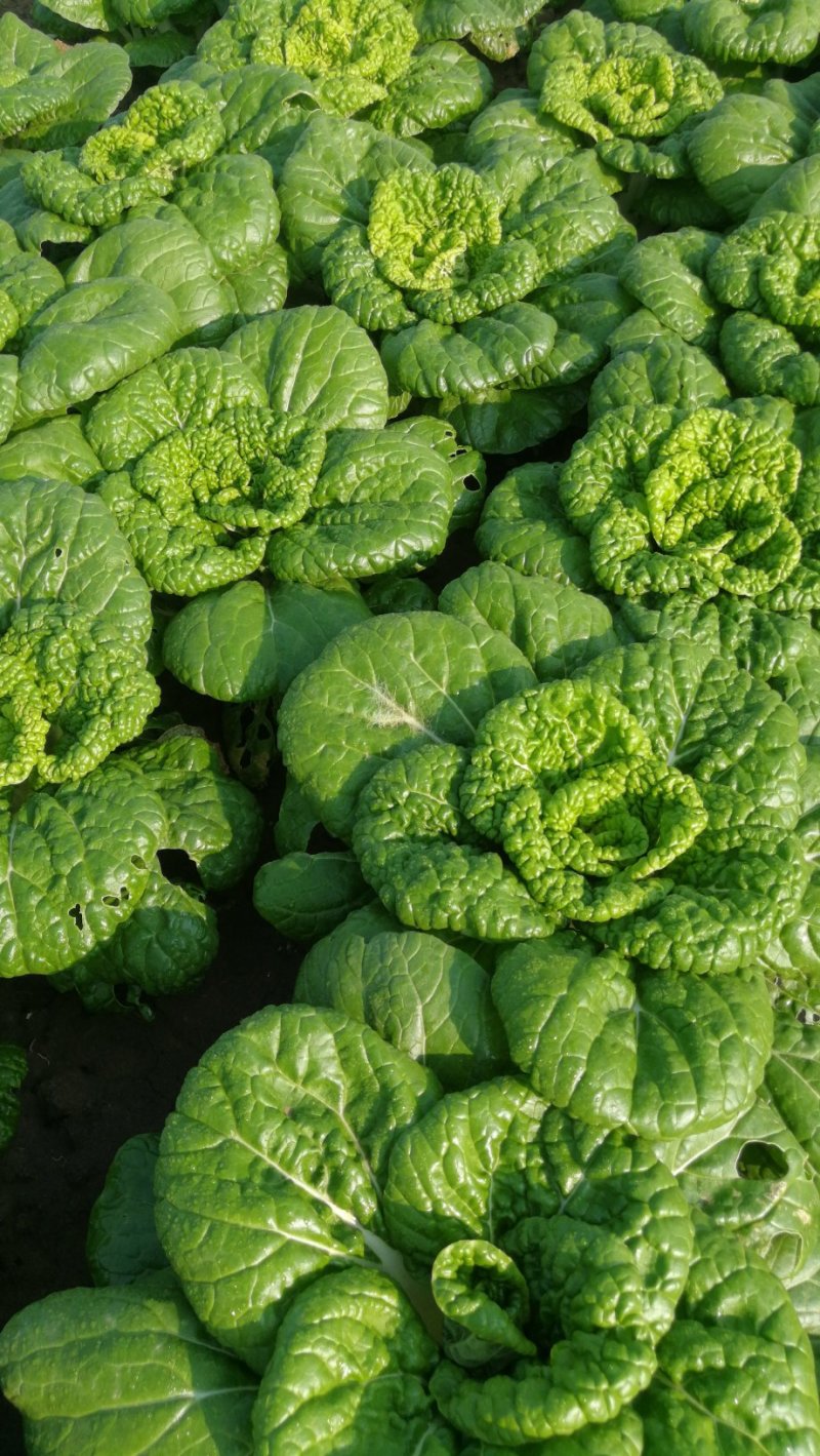 【精选】黄心菜塔菜乌白菜青菜大白菜货量充足欢迎咨询