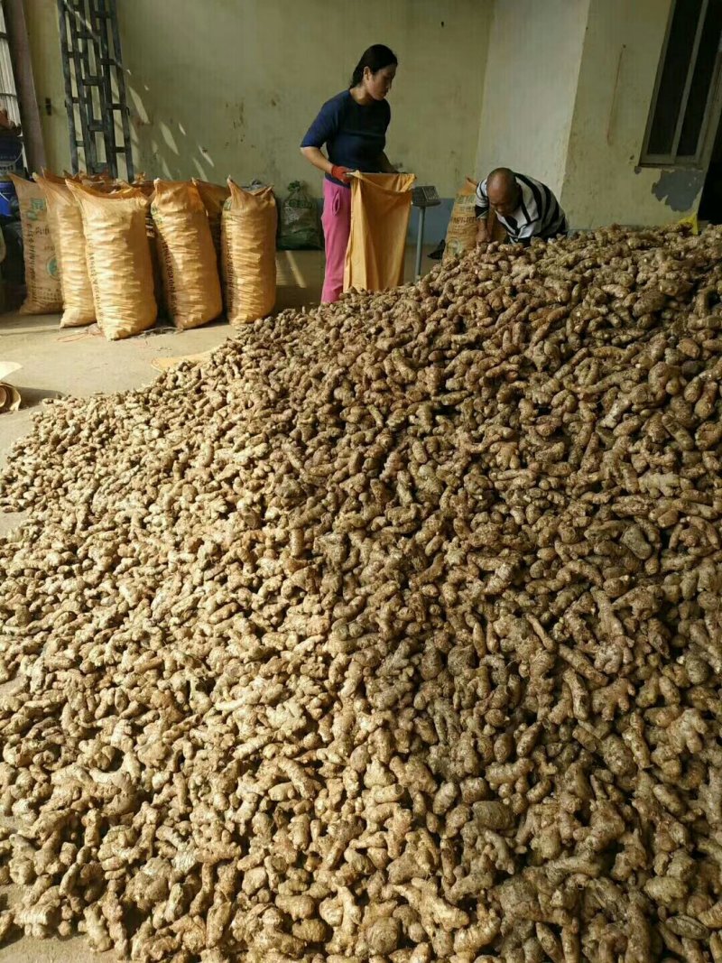 【推荐】姜母精选辣味足块头大【专供】电商市场加工厂