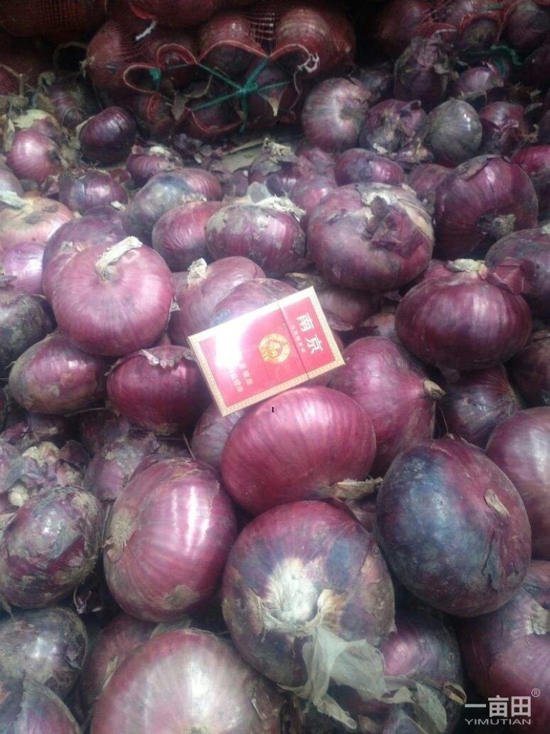 销洋葱，质量优价格低