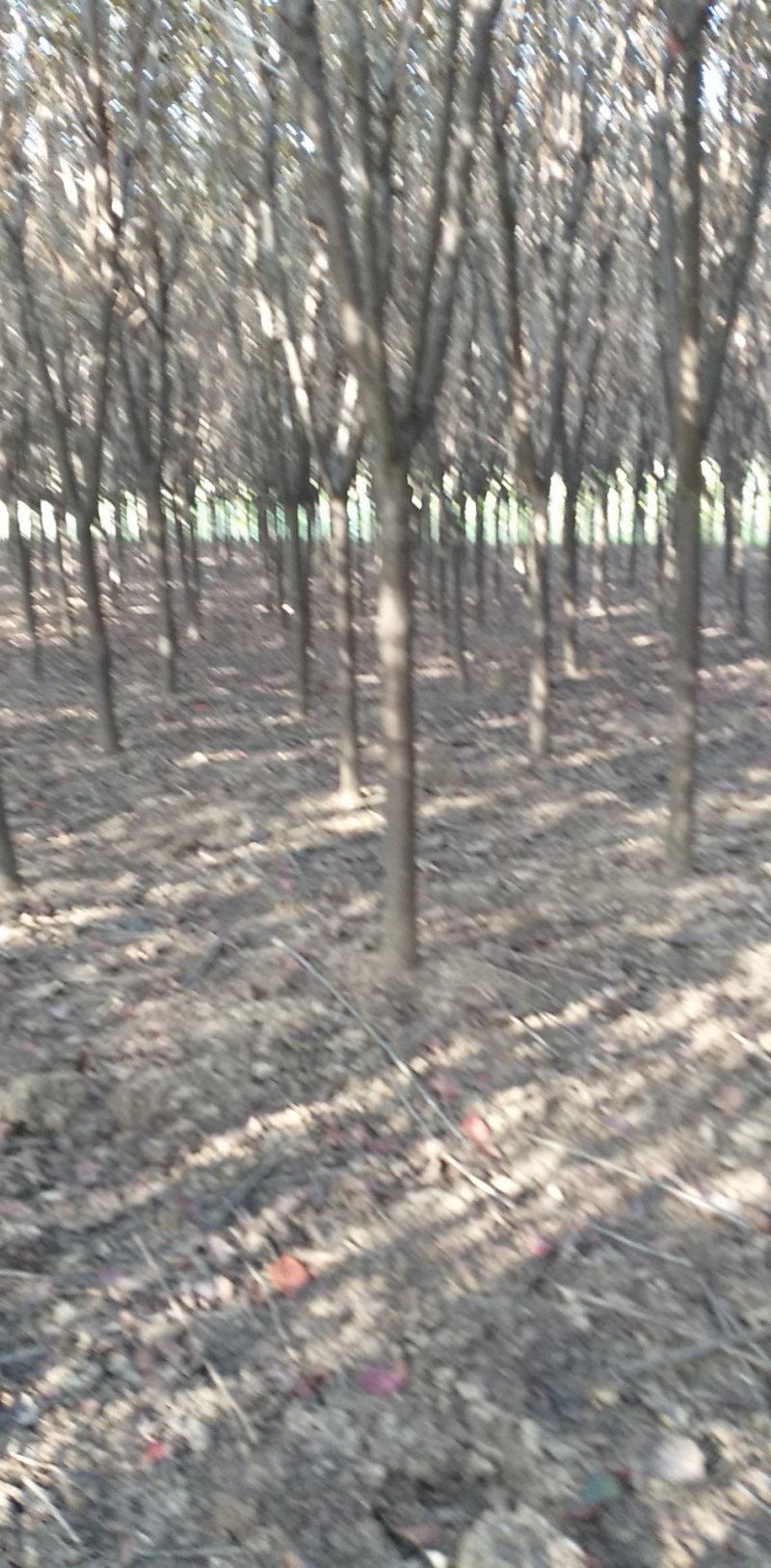 6公分红叶李出售