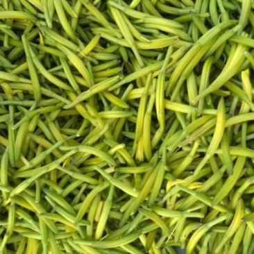 黄花菜苗出售