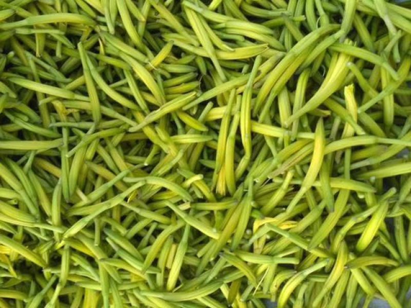 黄花菜苗出售