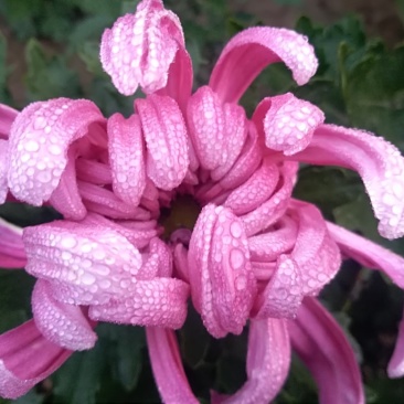 秋菊火热上市