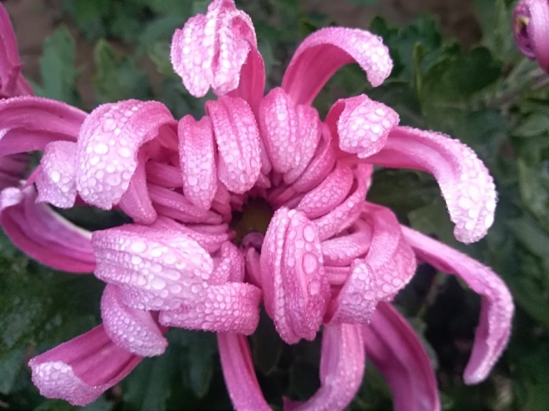 秋菊火热上市