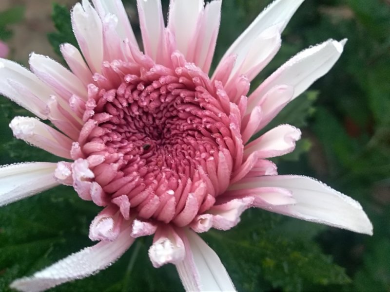 秋菊火热上市