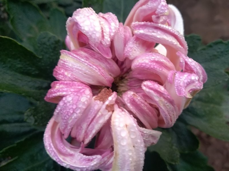 秋菊火热上市
